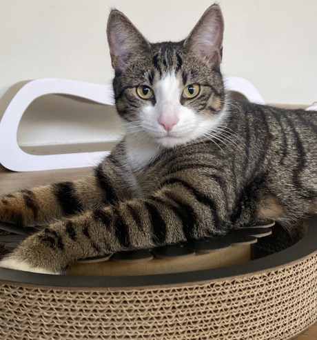 Kat Europese korthaar of huiskat