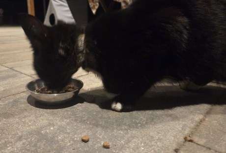 Kat Europese korthaar of huiskat