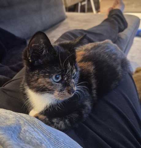 Kat Europese korthaar of huiskat