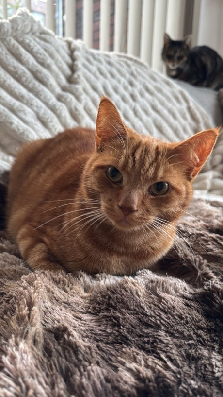 Kat Europese korthaar of huiskat