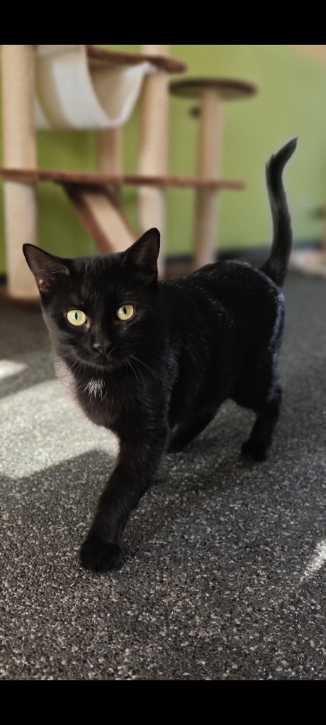 Kat Europese korthaar of huiskat