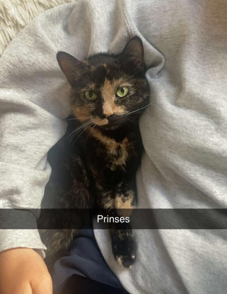 Kat Europese korthaar of huiskat