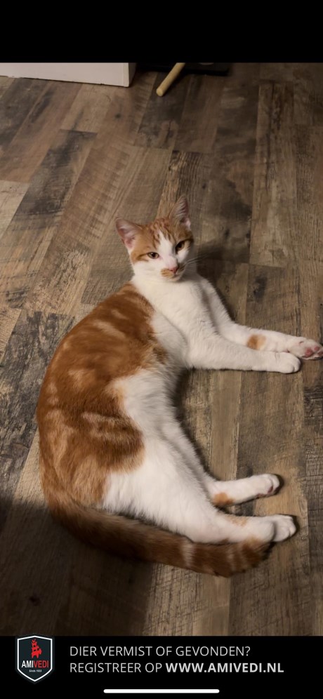 Kat Europese korthaar of huiskat