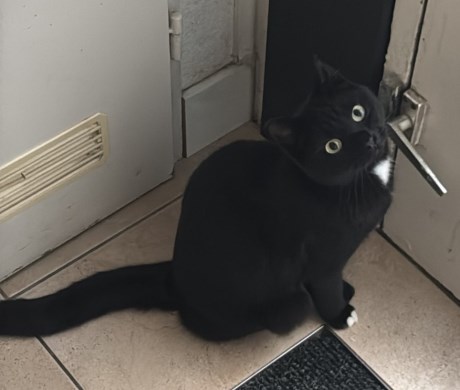 Kat Europese korthaar of huiskat