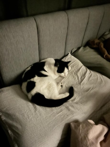 Kat Europese korthaar of huiskat