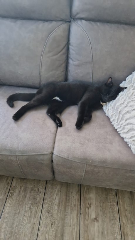 Kat Europese korthaar of huiskat