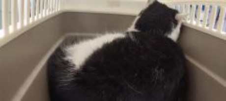 Kat Europese korthaar of huiskat