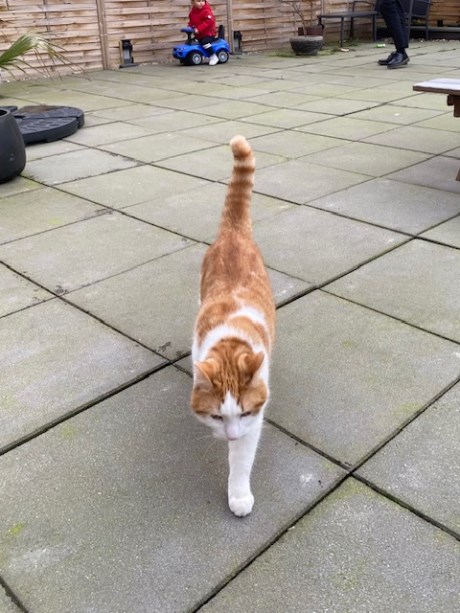 Kat Europese korthaar of huiskat