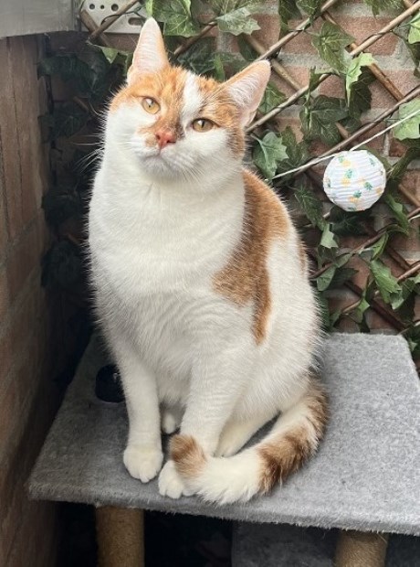 Kat Europese korthaar of huiskat