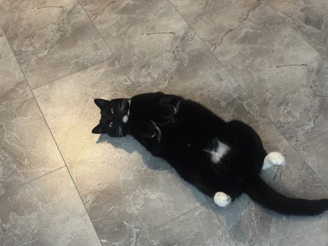 Kat Europese korthaar of huiskat