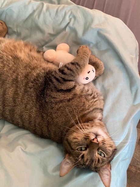 Kat Europese korthaar of huiskat