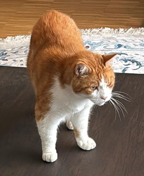 Kat Europese korthaar of huiskat