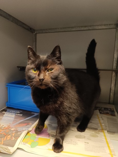 Kat Europese korthaar of huiskat