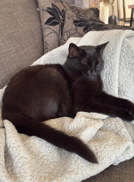 Kat Europese korthaar of huiskat