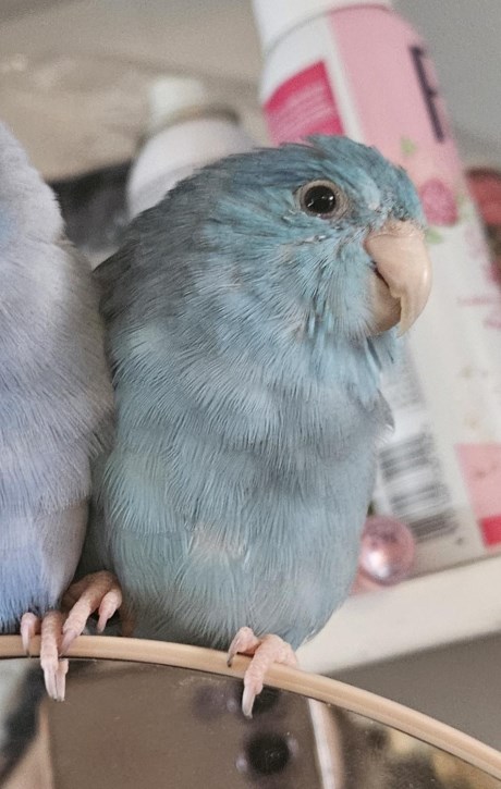 Vogel (Dwerg-)papegaai