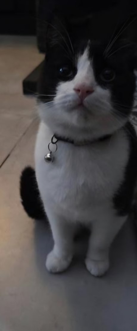 Kat Europese korthaar of huiskat