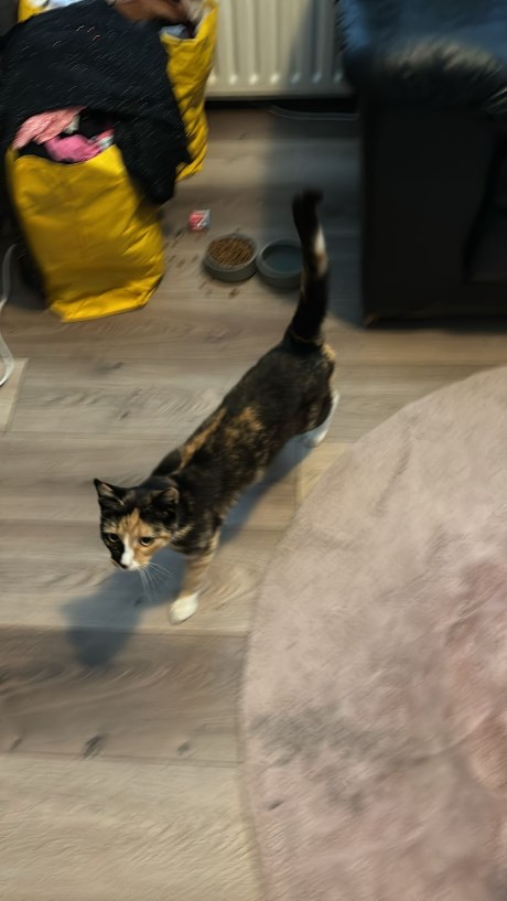 Kat Europese korthaar of huiskat