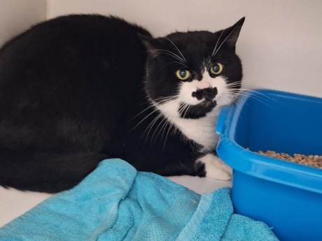 Kat Europese korthaar of huiskat