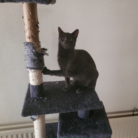 Kat Europese korthaar of huiskat