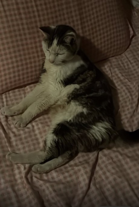 Kat Europese korthaar of huiskat