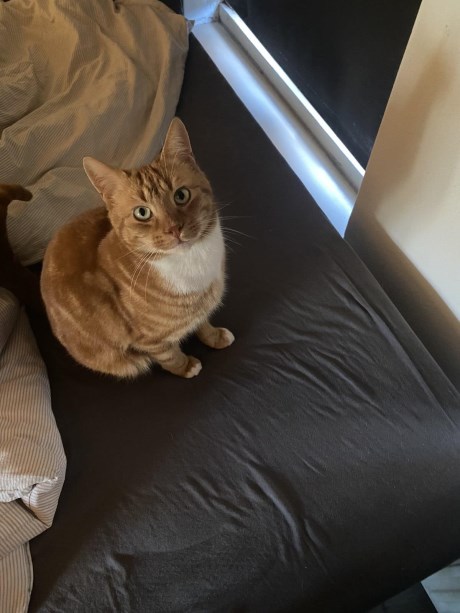 Kat Europese korthaar of huiskat