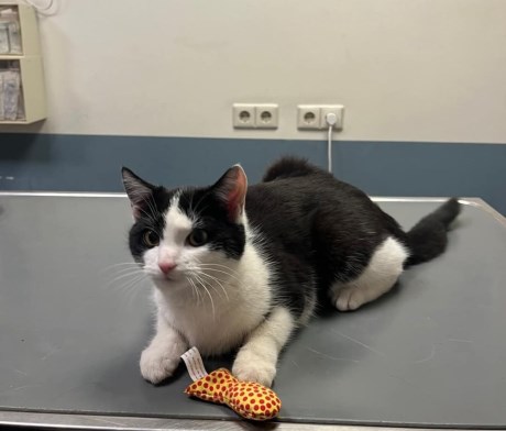 Kat Europese korthaar of huiskat