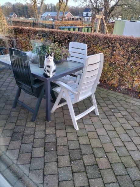 Kat Europese korthaar of huiskat