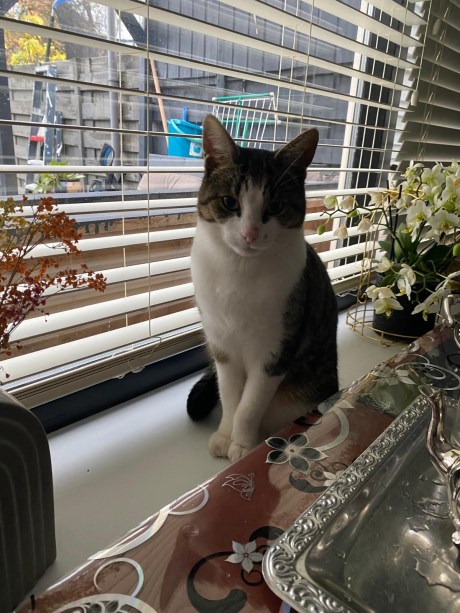 Kat Europese korthaar of huiskat