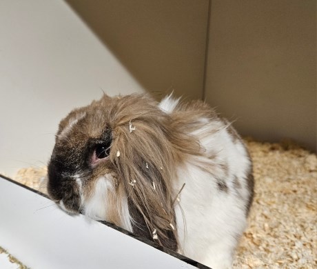 Knaagdier / Haasachtige Konijn