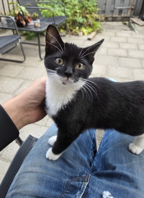 Kat Europese korthaar of huiskat