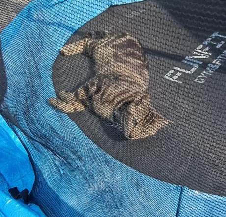 Kat Europese korthaar of huiskat