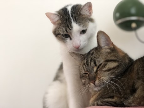 Kat Europese korthaar of huiskat