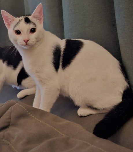 Kat Europese korthaar of huiskat