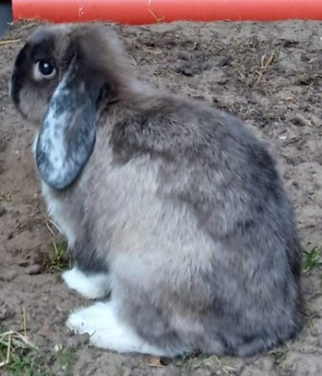 Knaagdier / Haasachtige Konijn