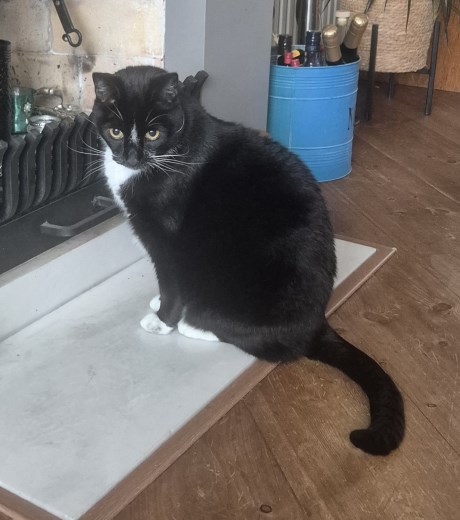 Kat Europese korthaar of huiskat