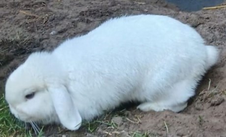 Knaagdier / Haasachtige Konijn