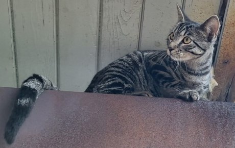 Kat Europese korthaar of huiskat