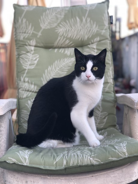 Kat Europese korthaar of huiskat