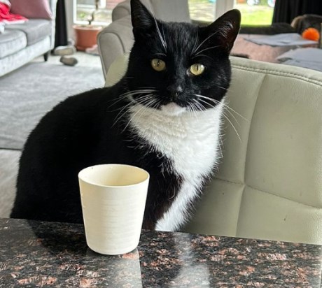 Kat Europese korthaar of huiskat