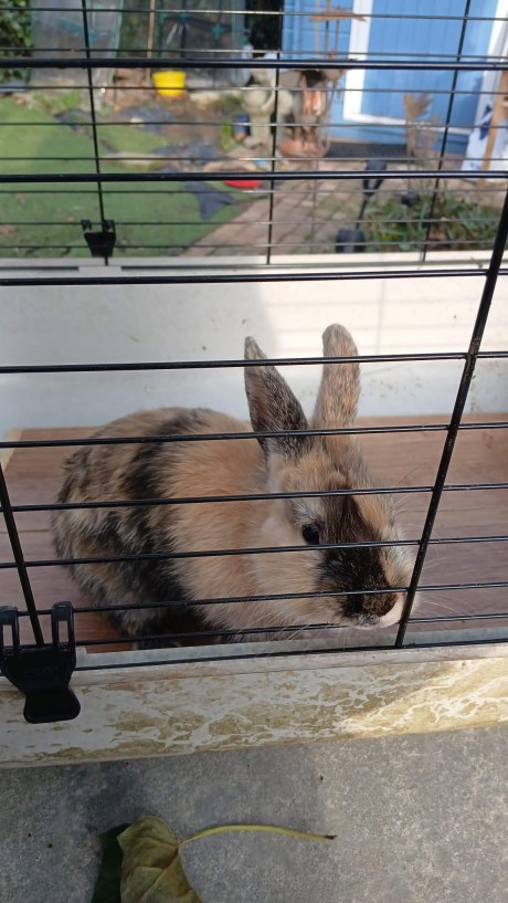 Knaagdier / Haasachtige Konijn