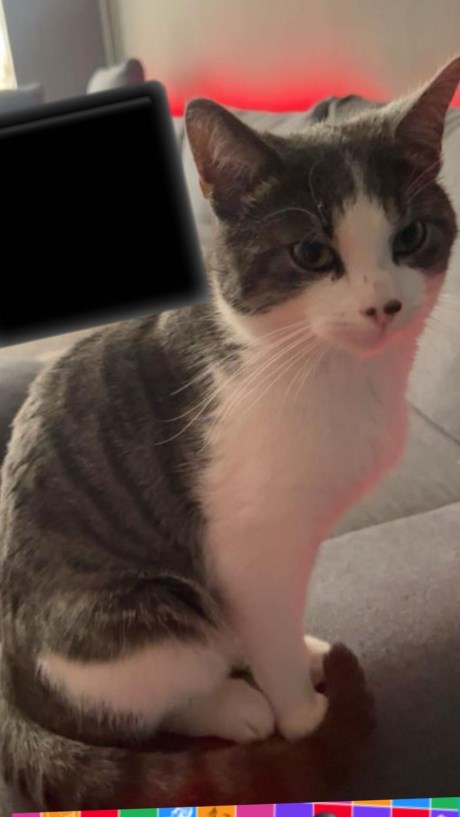 Kat Europese korthaar of huiskat