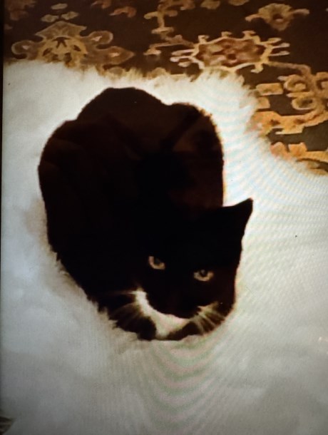 Kat Europese korthaar of huiskat