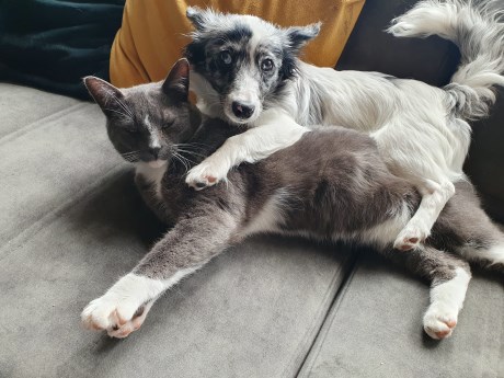 Kat Europese korthaar of huiskat