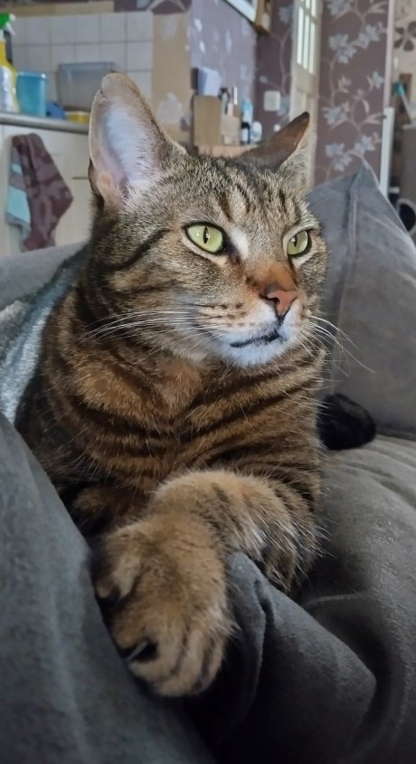 Kat Europese korthaar of huiskat