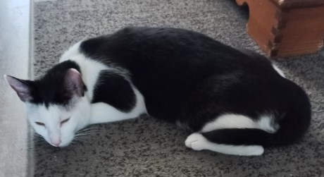 Kat Europese korthaar of huiskat