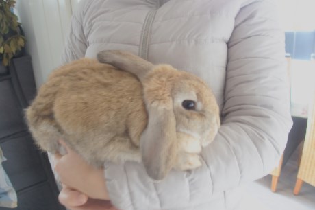 Knaagdier / Haasachtige Konijn