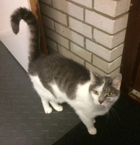 Kat Europese korthaar of huiskat