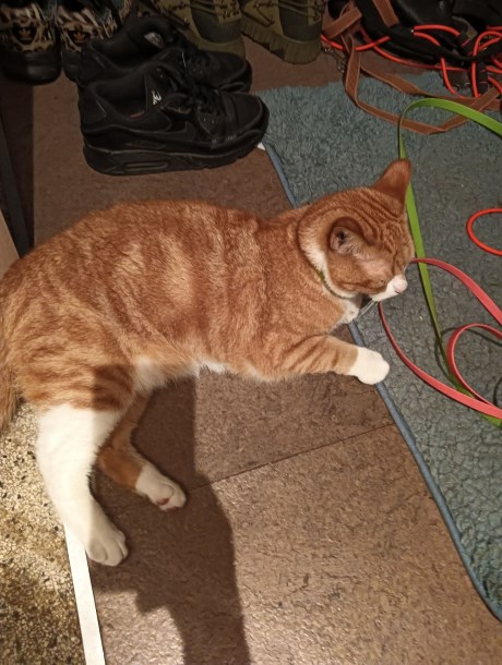 Kat Europese korthaar of huiskat