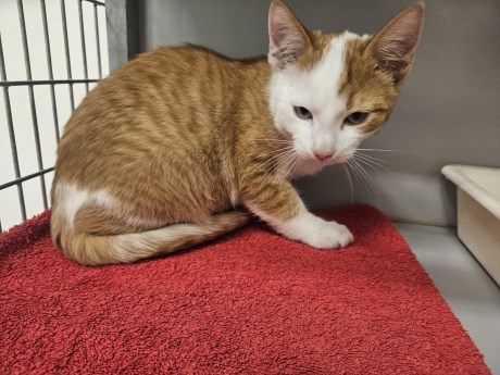 Kat Europese korthaar of huiskat