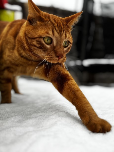 Kat Europese korthaar of huiskat